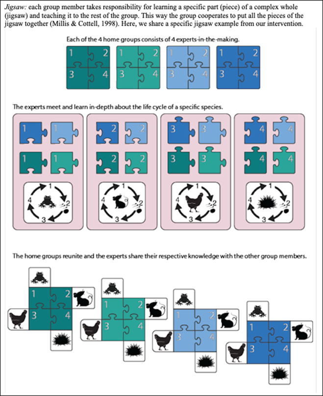 This figure shows the steps of the implementation of the jigsaw in cooperative learning